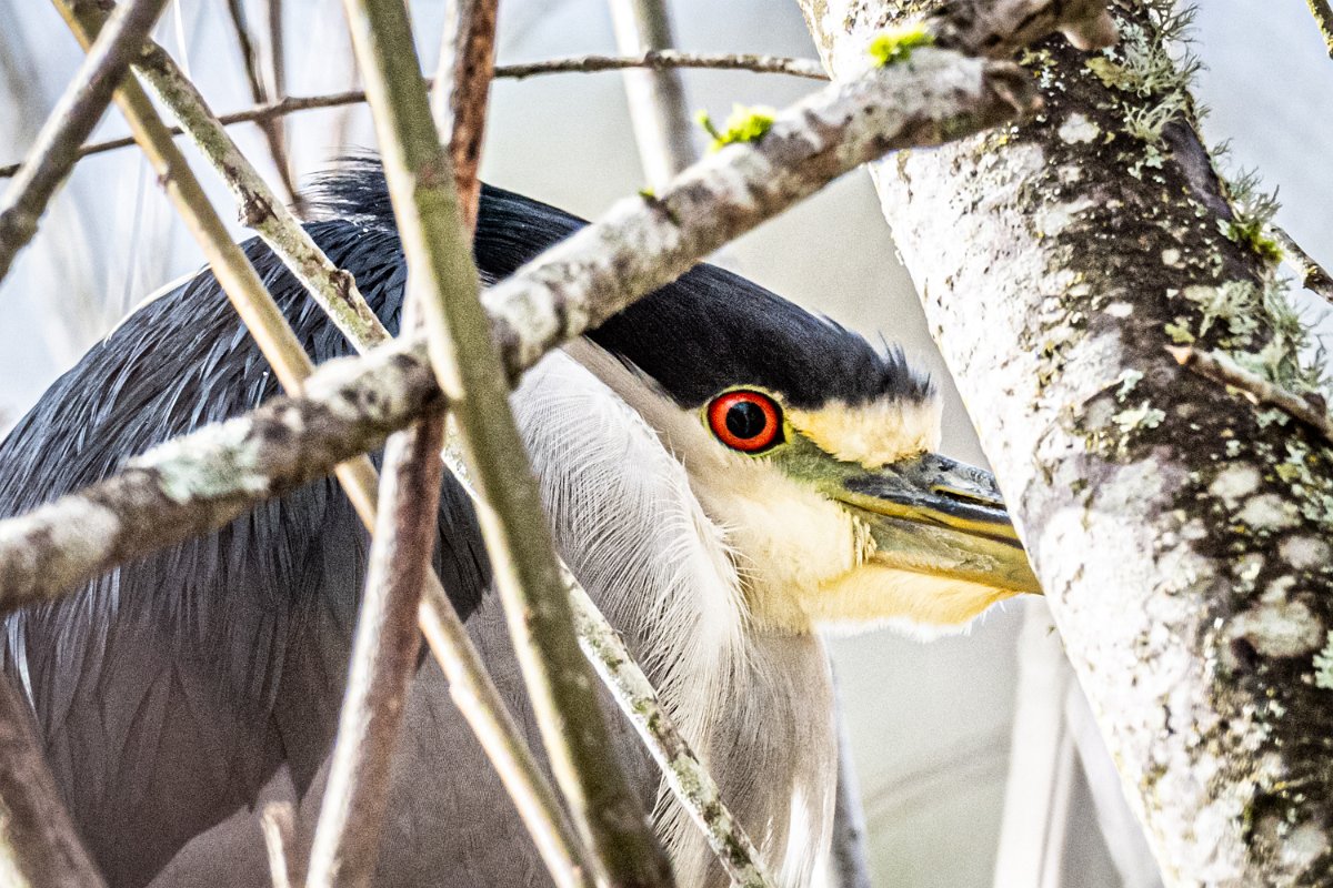 Z09_9256.jpg - Black-crowned Night Heron