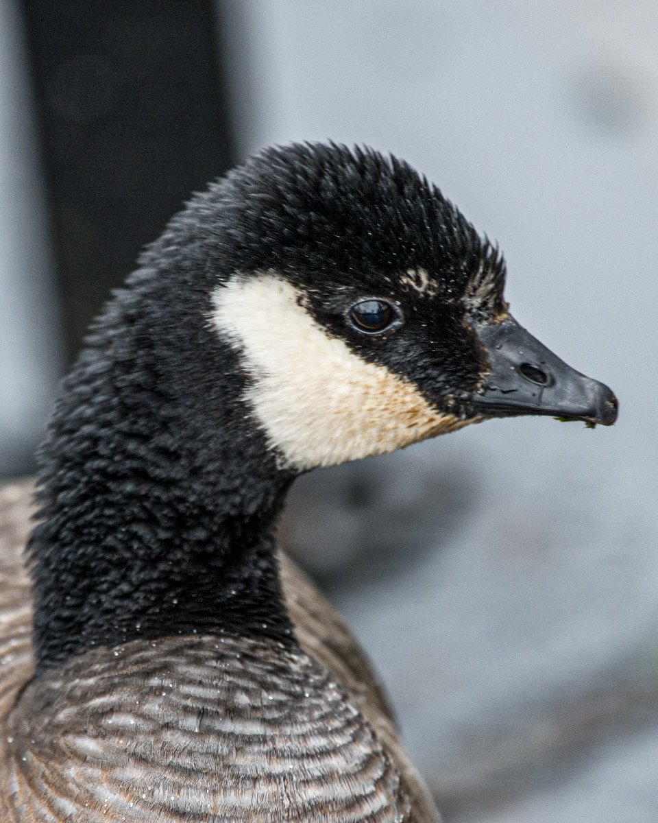 D04_0445.jpg - Cackling Goose