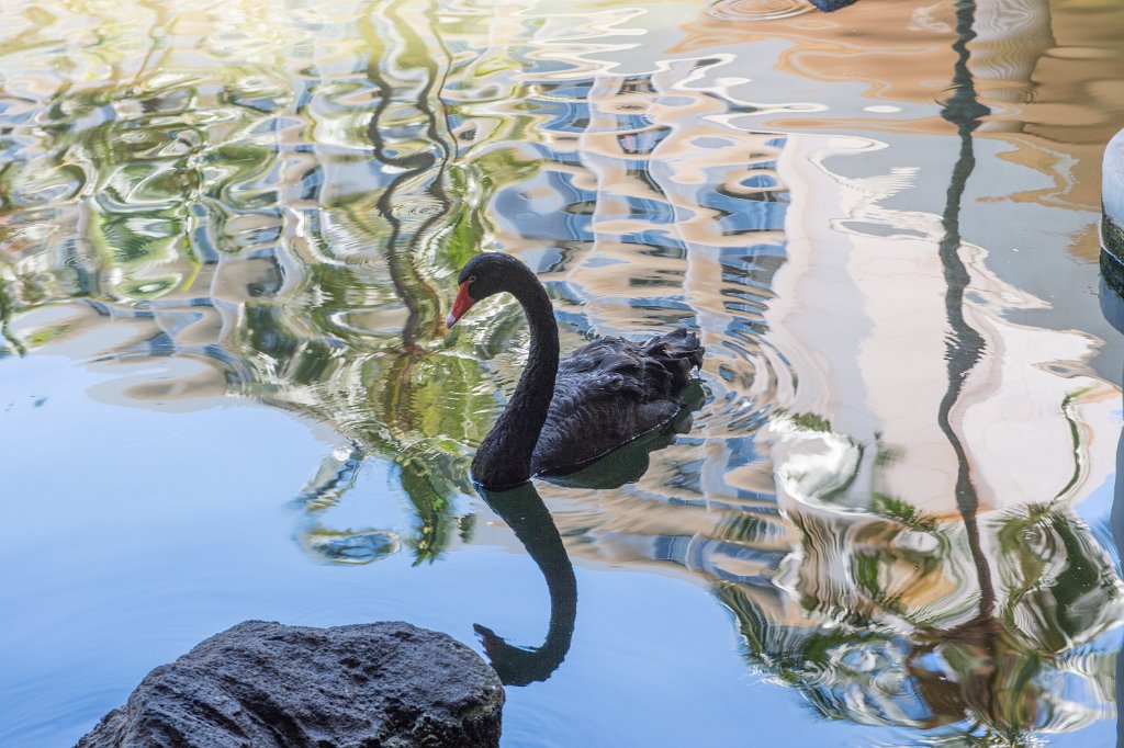 D04_9734.jpg - Black Swan