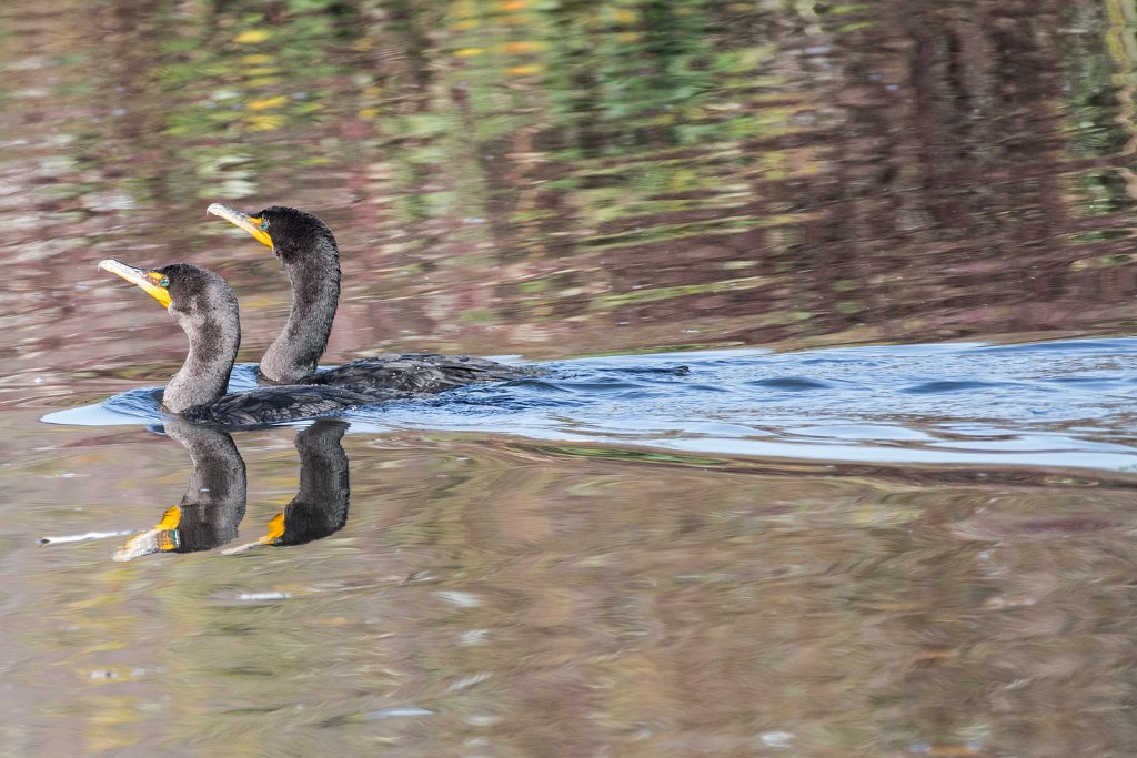 D05_2428.jpg - Double-crested Cormorant