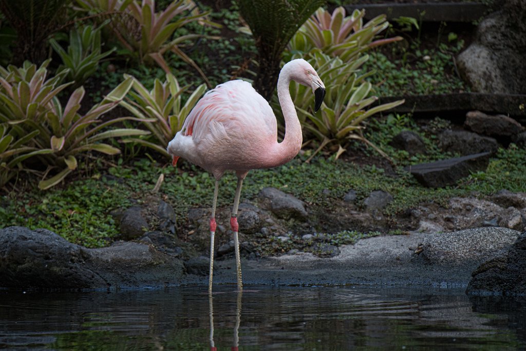 D05_2644.jpg - Chilean Flamingo
