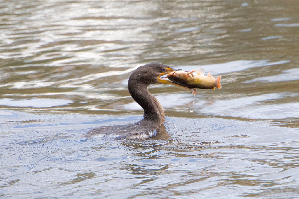 D05_2964.jpg - Double-crested Cormorant