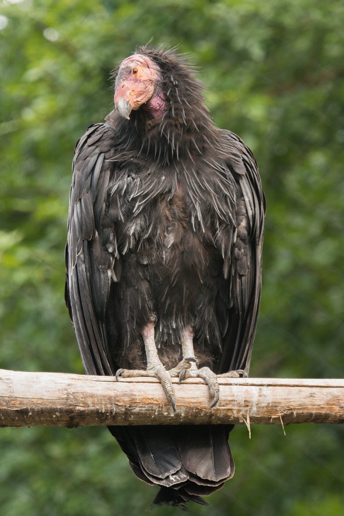 D80_0489.jpg - California Condor