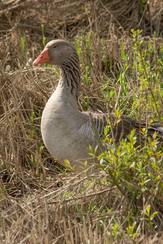 D80_1313.jpg - Domestic Greylag Goose