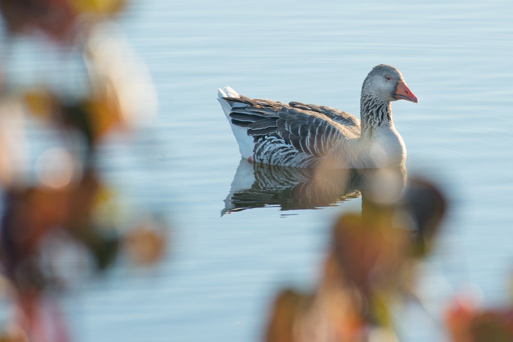 D80_2501.jpg - Domestic Greylag Goose