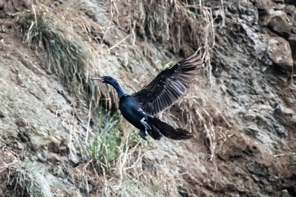 D85_4900.jpg - Brandt's Cormorant