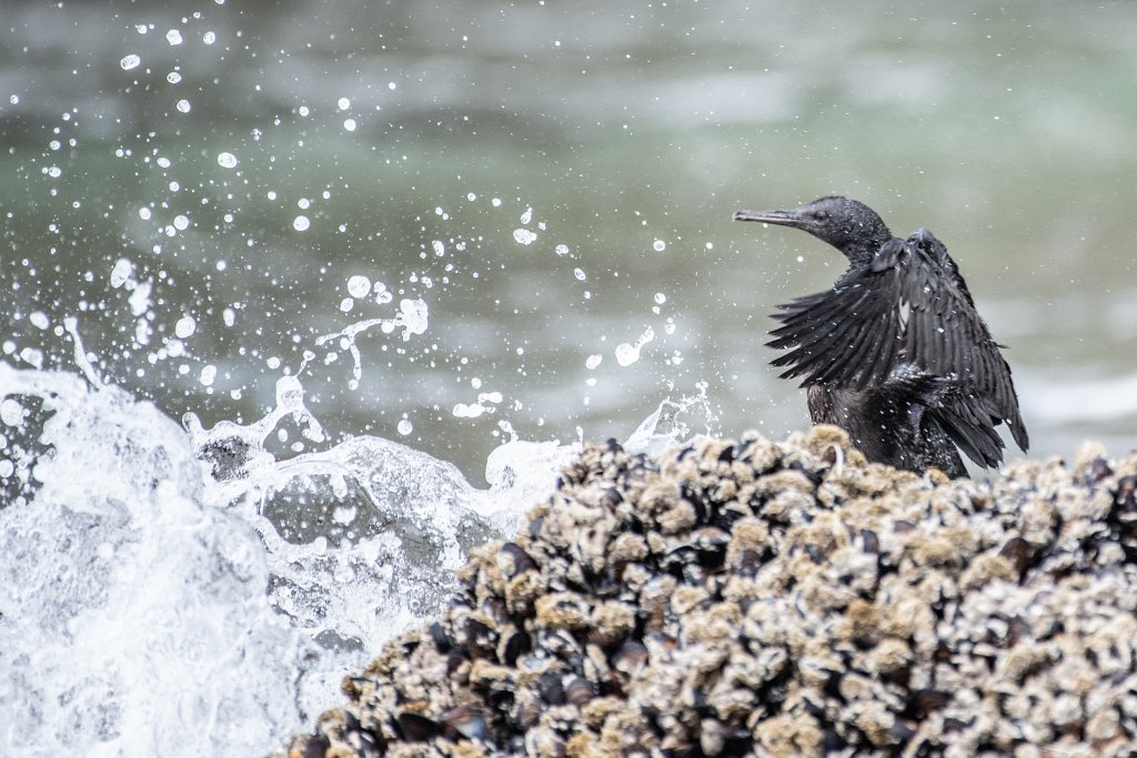 D85_6083.jpg - Brandt's Cormorant