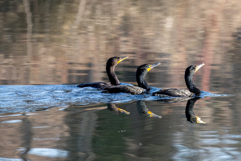 Z09_3234.jpg - Double-crested Cormorants