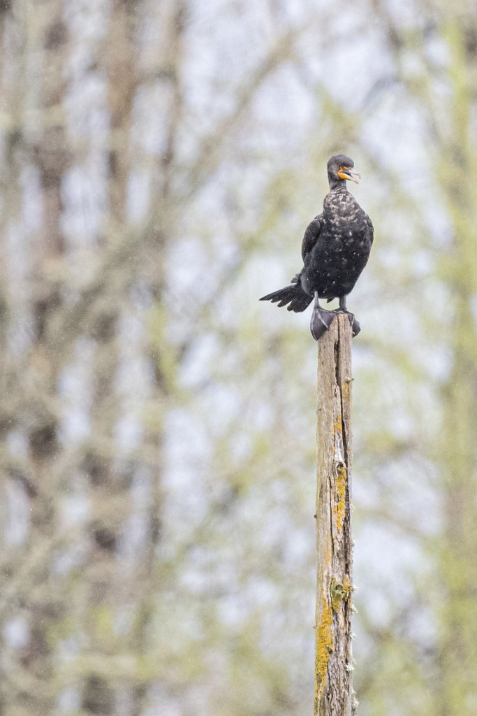 Z09_3854.jpg - Double-crested Cormorant