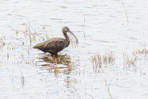 White-faced Ibis