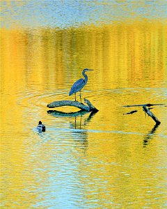 heron-1