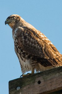 Jackson_Bottom_Wetlands_10-16-2013-0056