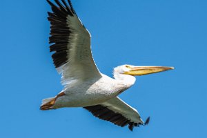 American White Pelicans