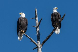 Bald Eagles