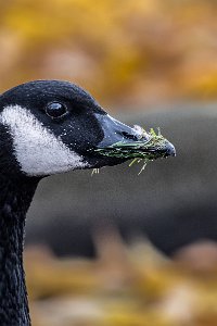 Canada Goose