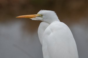 Great Egrets