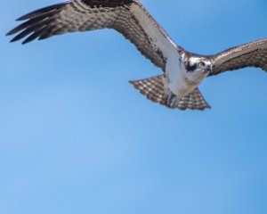 Osprey