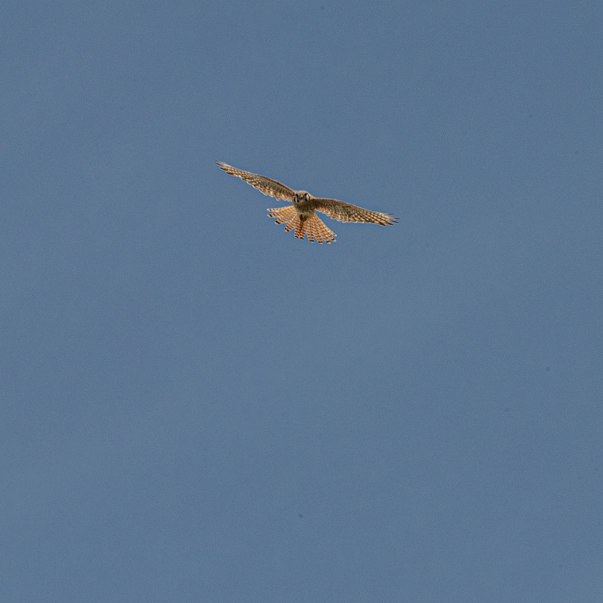 D05_7418.jpg - American Kestrel