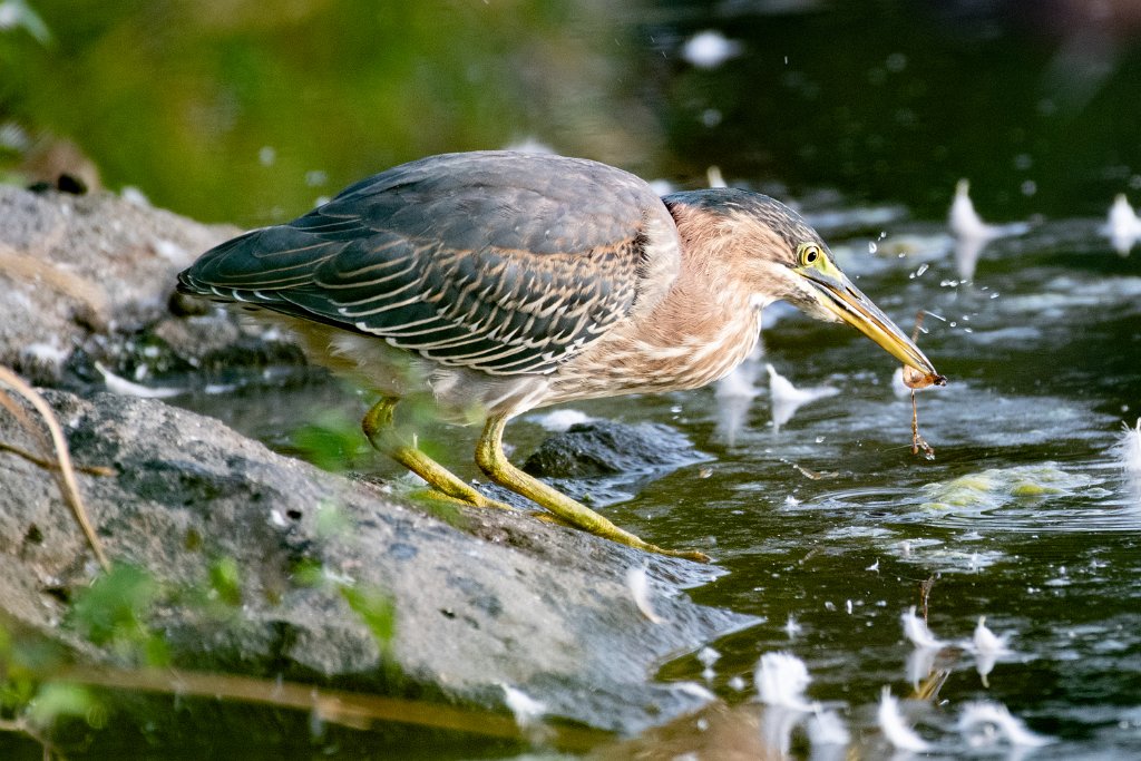 D85_6215.jpg - Green Heron