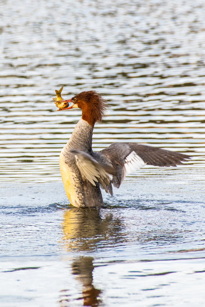 D85_3616.jpg - Common Merganser