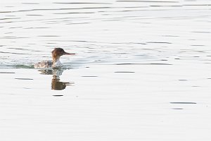 Red-breasted Merganser