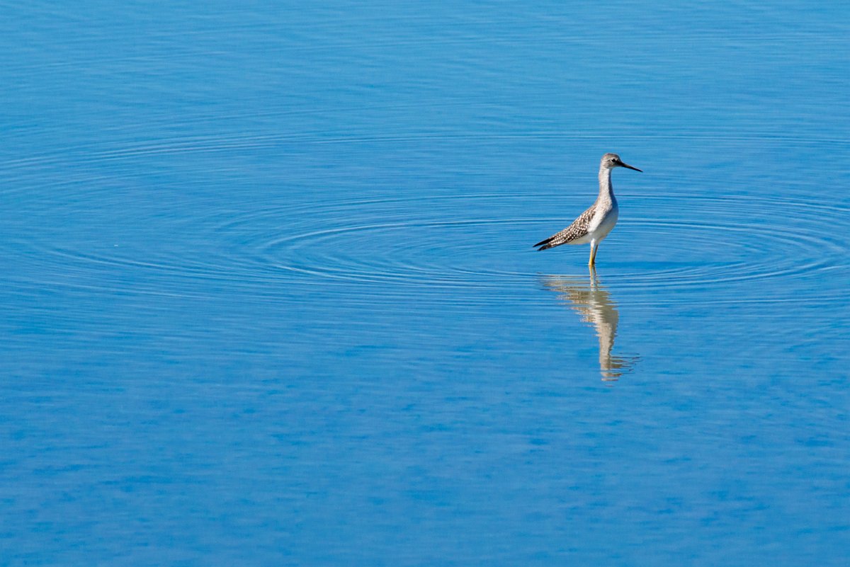 D80_6699.jpg - Greater Yellowlegs