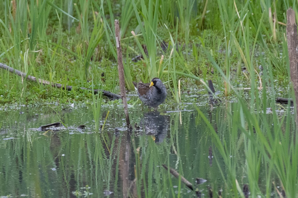 D85_5679.jpg - Sora