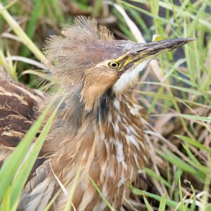 American Bittern