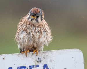 American Kestrel