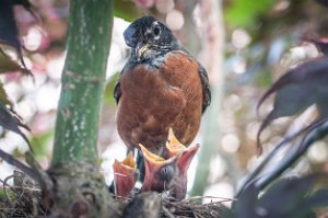 American Robin