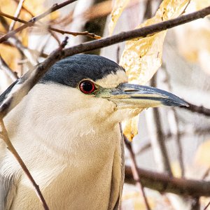 Black-crowned Night Heron