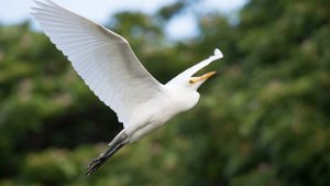 Cattle Egret