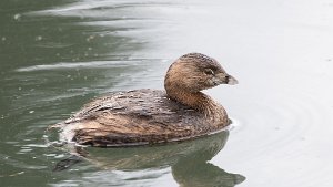 Grebes