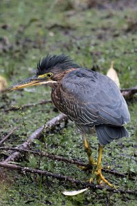 Green Heron