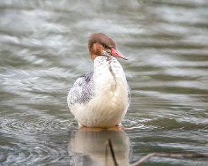 Mergansers