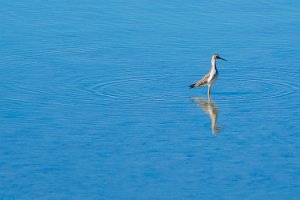 Shore Birds