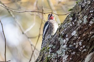 Woodpeckers