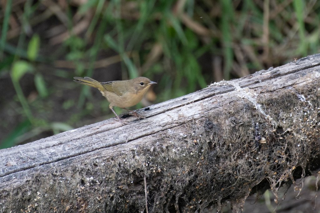 D05_4934.jpg - Common Yellowthroat