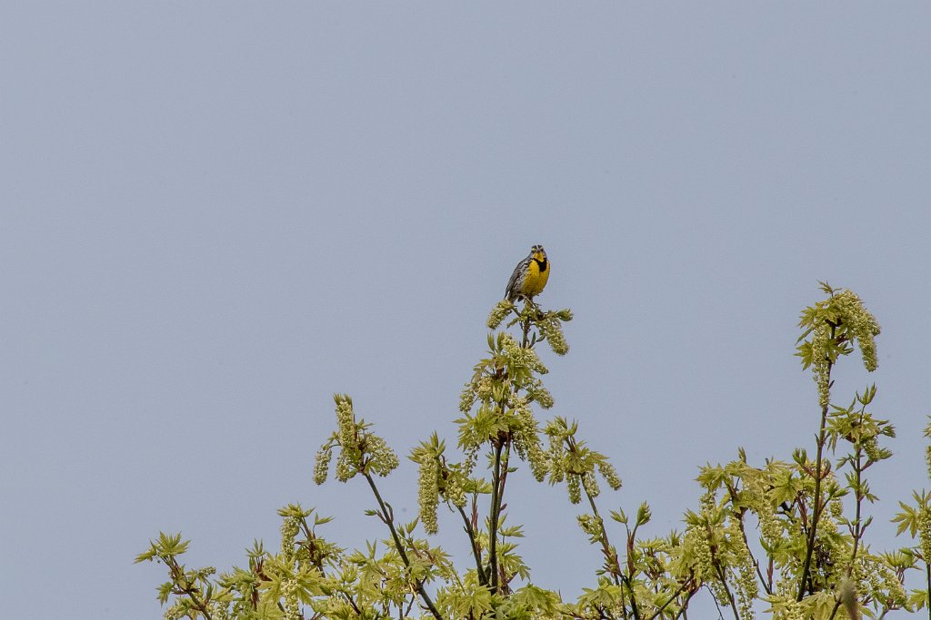 D05_2615.jpg - Western Meadowlark