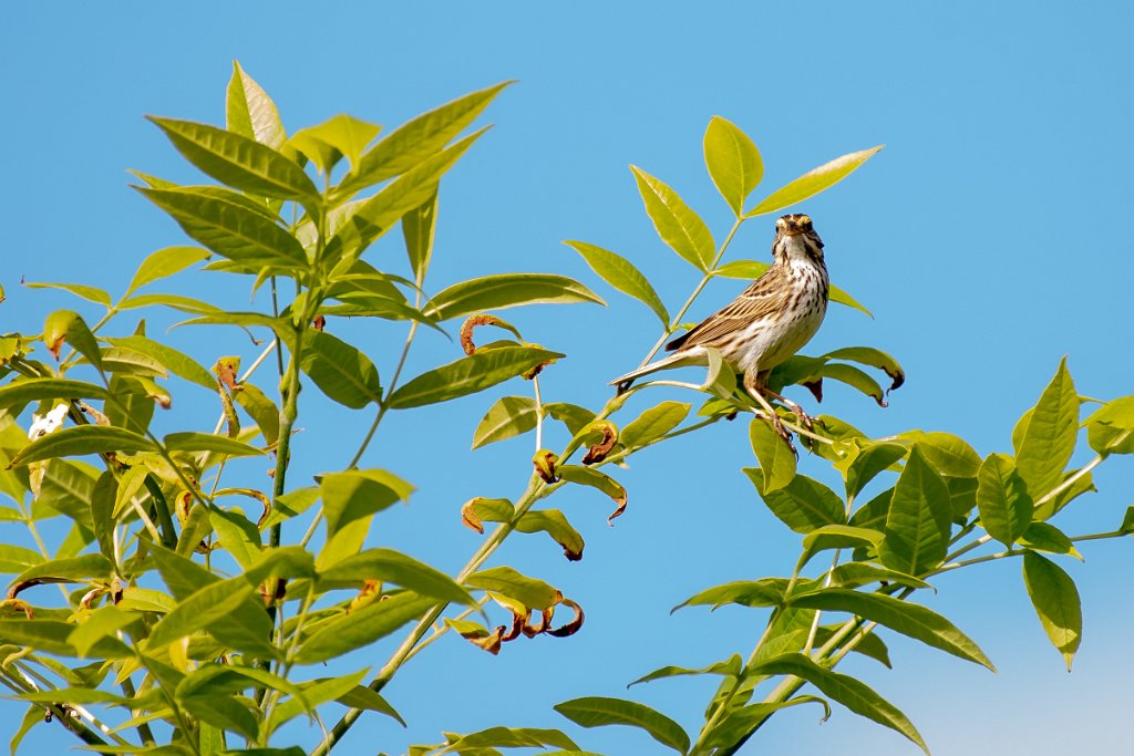 D05_7194.jpg - Savannah Sparrow