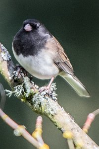 D80_8513