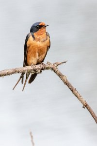 Barn Swallows