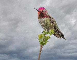 Hummers