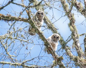 Large Birds