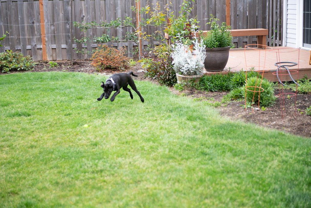 D05_2443.jpg - Pounce!