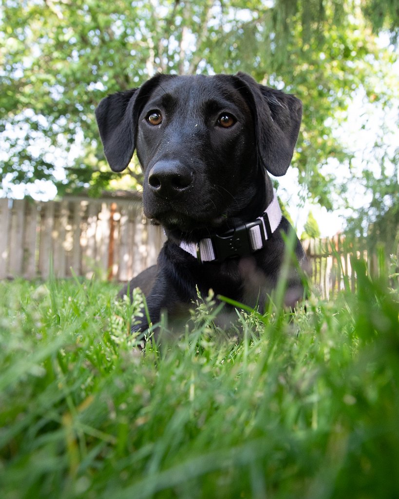 D05_2666.jpg - Hiding in the grass