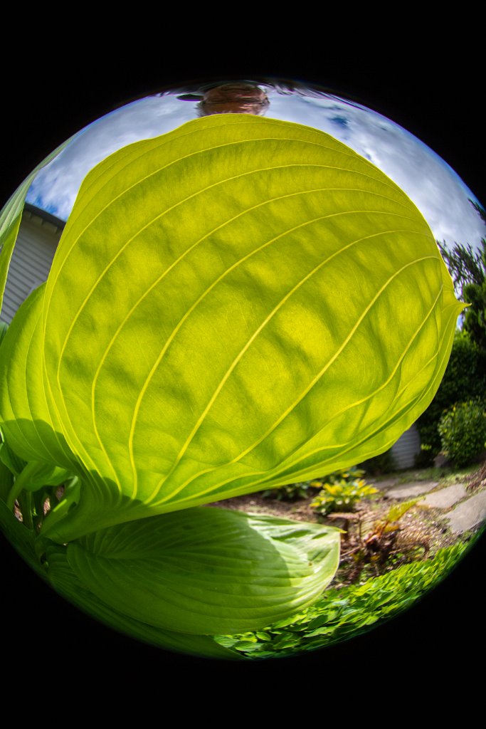 D05_4249.jpg - Fisheye Hosta