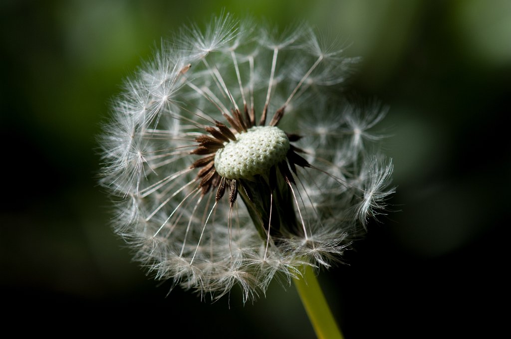 30S_6361.jpg - Dandy