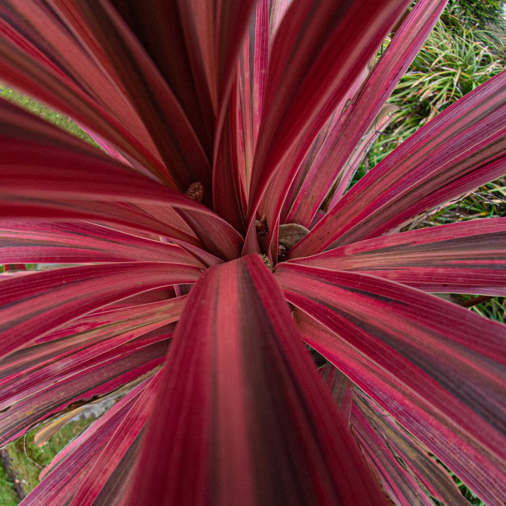 D05_4256.jpg - Red Palm Thingie