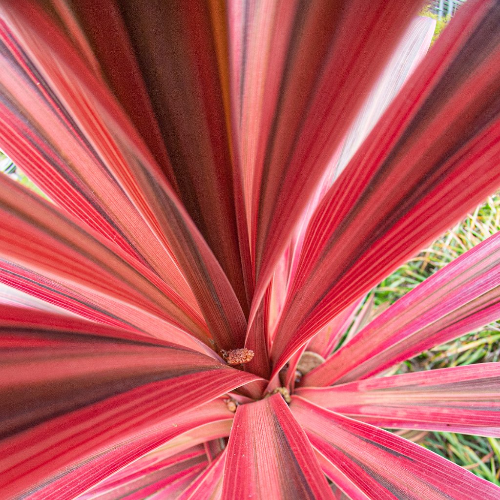 D05_4257.jpg - Red Palm Thingie